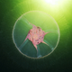 Illustration for article titled These jellyfish photos are some of the most gorgeous underwater images weve seen in ages